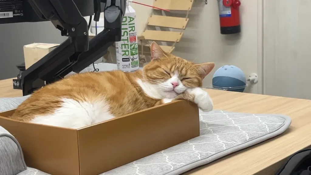 小さな箱に収まり気持ちよさそうに眠るタマ王