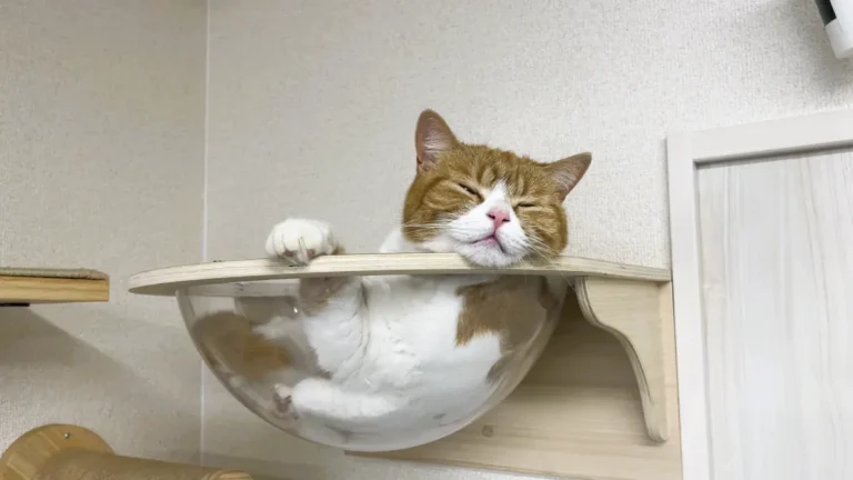 透明なボウルでうとうとするタマ王