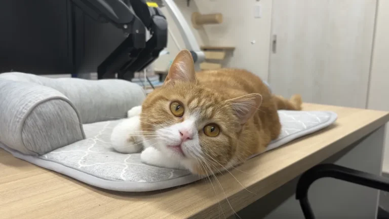 マットの上で寝ながらじっと見つめてくるタマ王