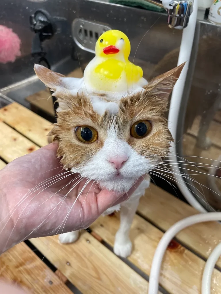 アヒルを頭に乗せシャンプーされるタマ王