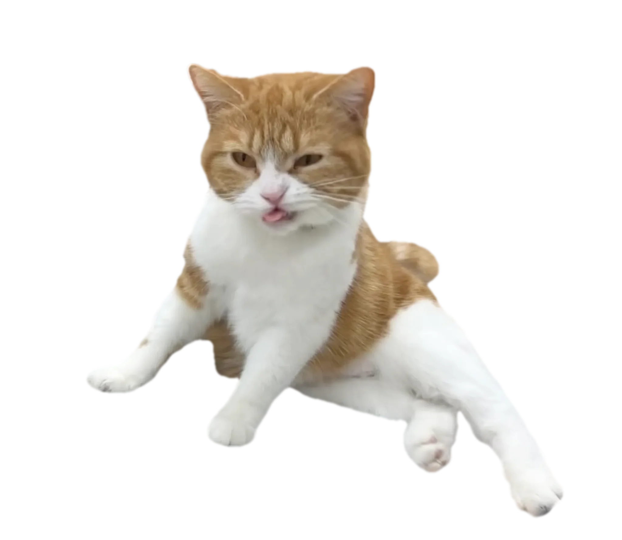 お姉さん座りを決め込む可愛いタマ王