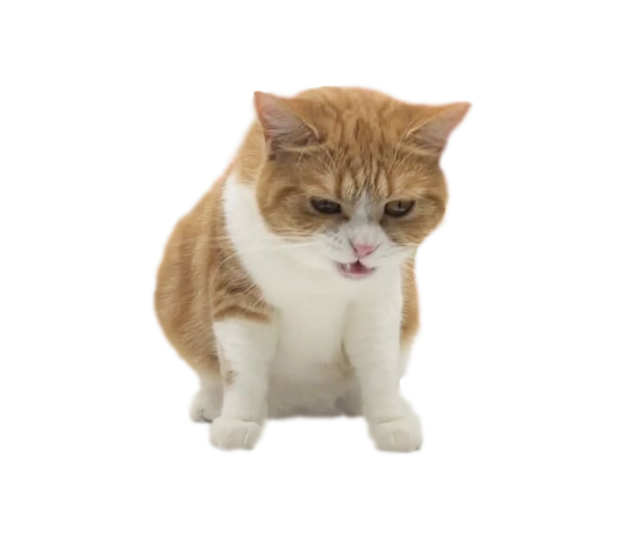 ガンを飛ばす可愛いタマ王