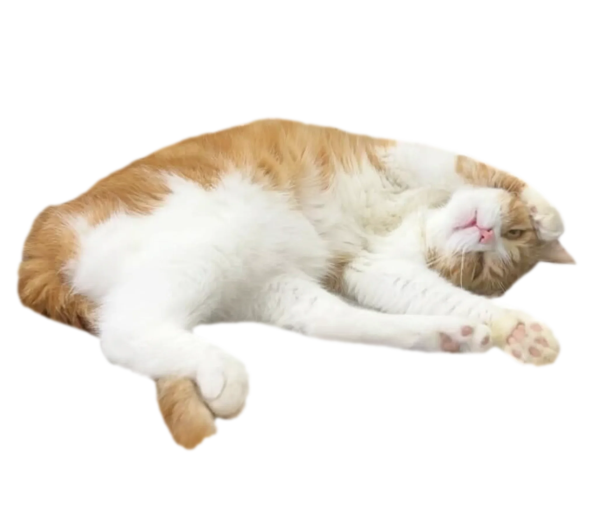 寝転んじゃう可愛いタマ王