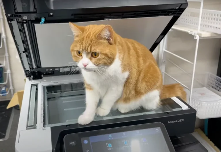 コピー機の上に座るタマ王