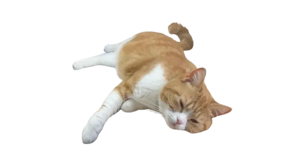 寝転がるタマ王