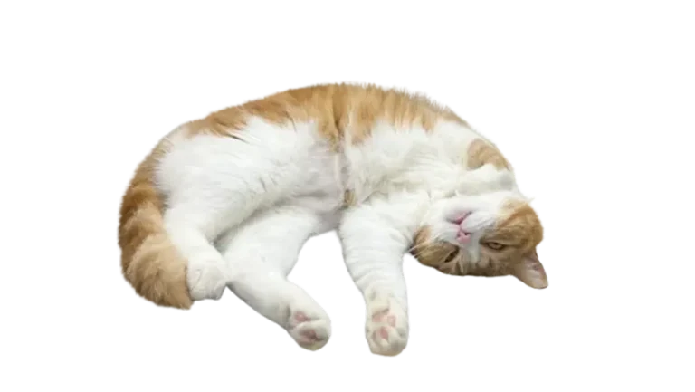 ねころがるタマ王