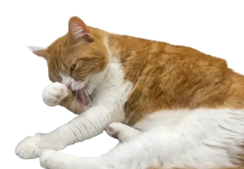 自分の腕を舐めるかわいいタマ王