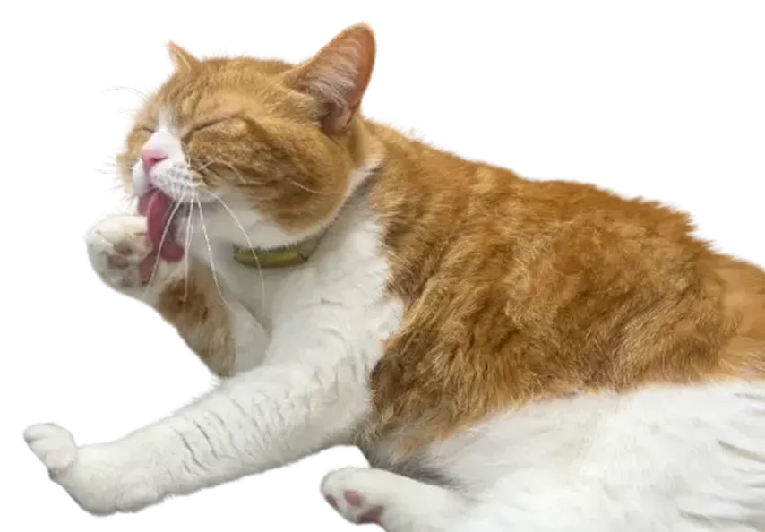 自分の腕を舐めるかわいいタマ王