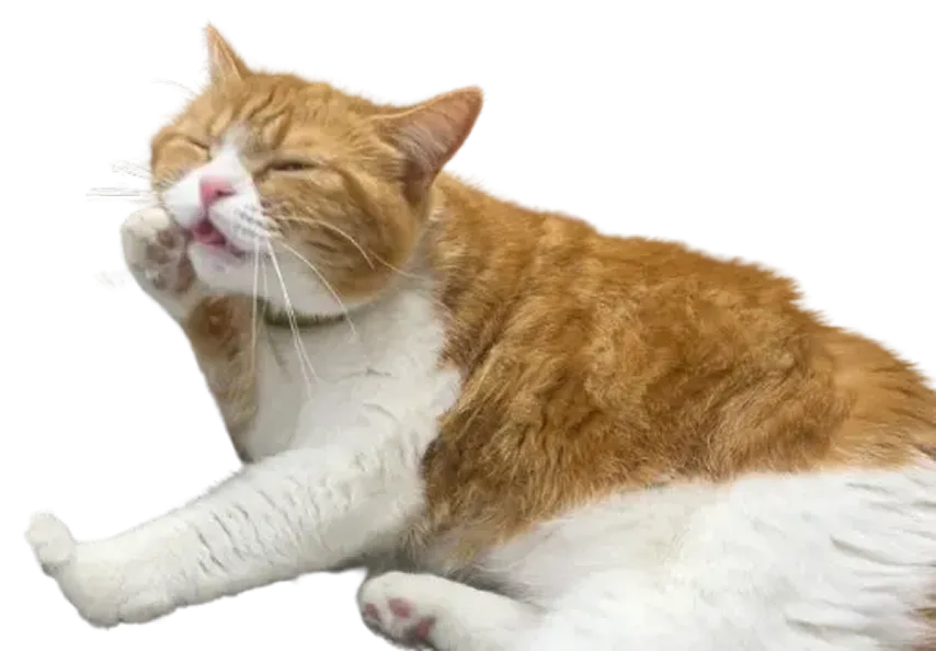 自分の腕を舐めるかわいいタマ王