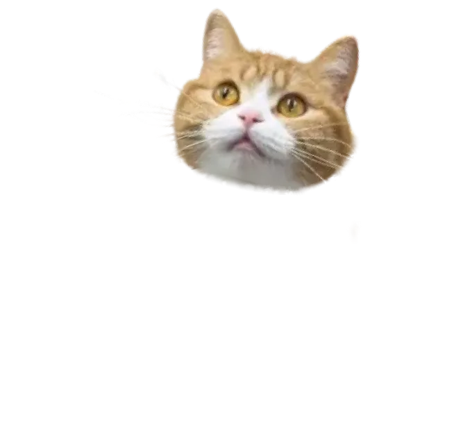 キュートなタマ王の顔