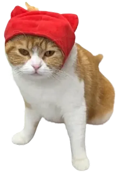 赤いニット帽を被ったタマ王