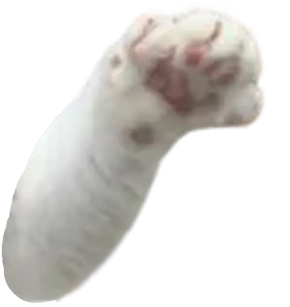 タマ王の可愛い手