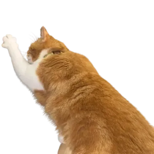 死に際で手を伸ばすタマ王