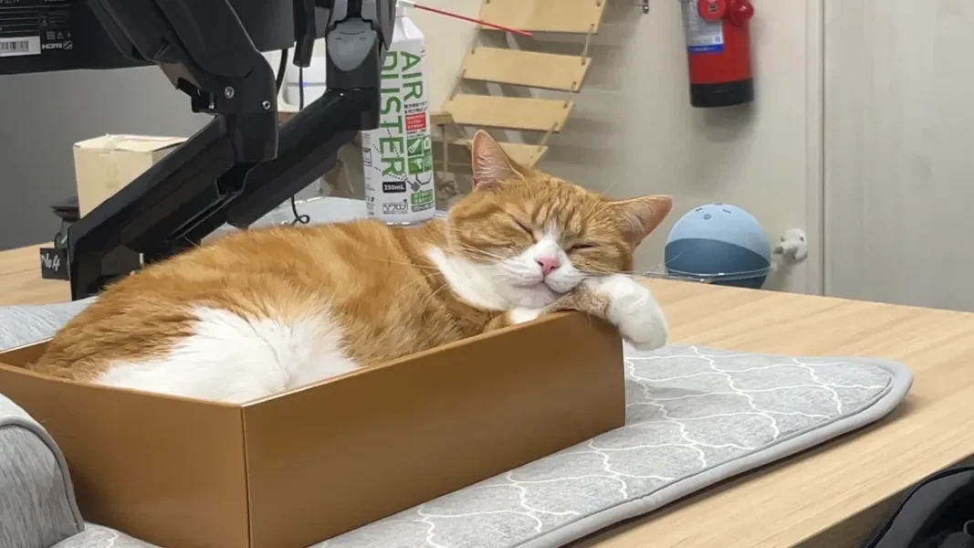 小さな箱に収まり気持ちよさそうに眠るタマ王