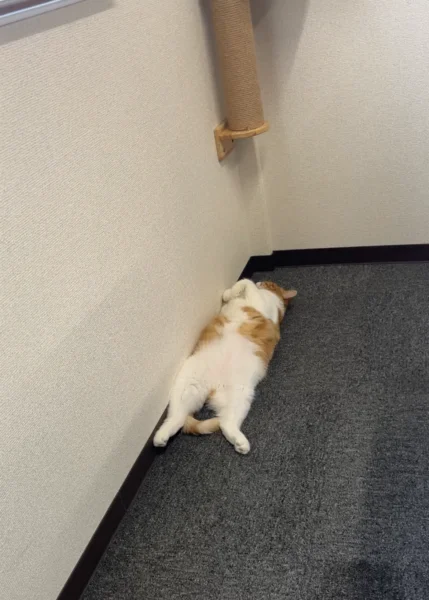 壁際でお腹を出してごろ寝するタマ王