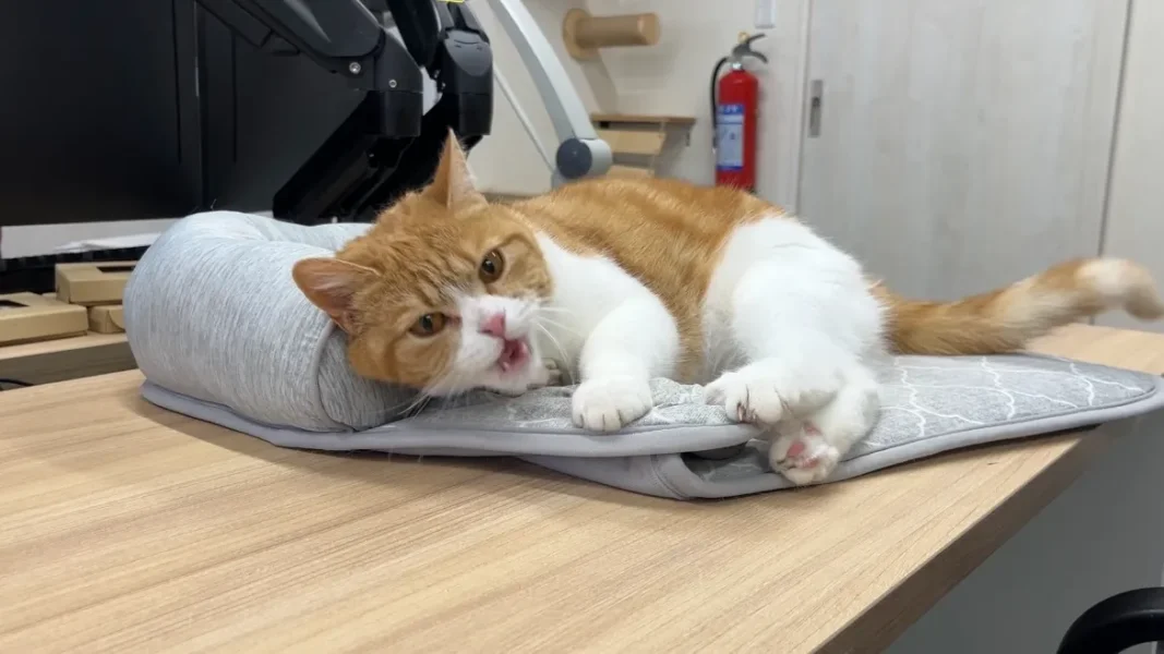 マットの上で寝転びながら鳴くタマ王