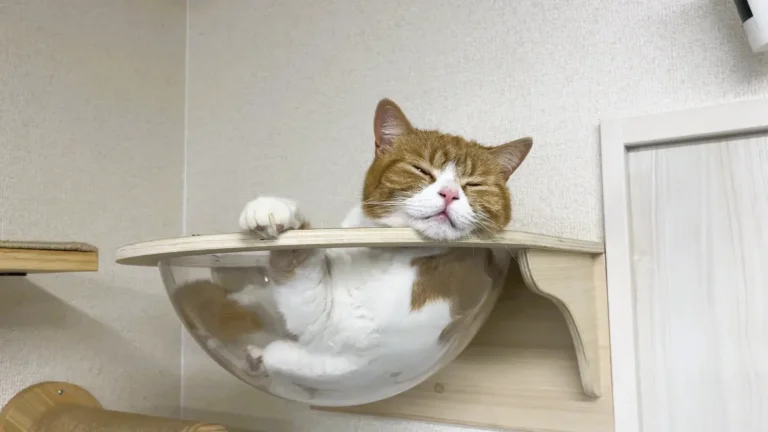 透明なボウルでうとうとするタマ王