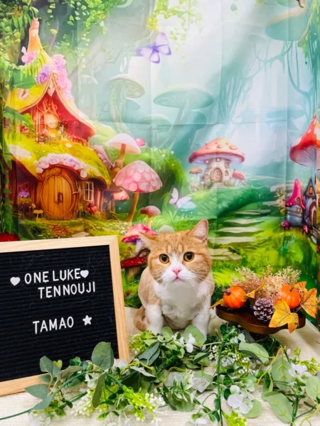 森の背景で記念撮影されるタマ王