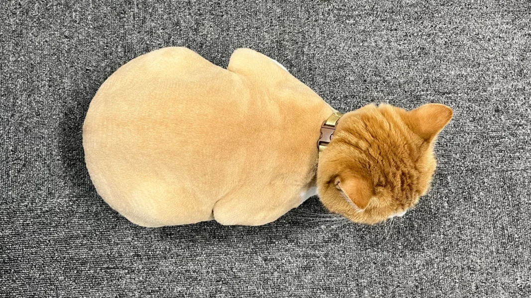 ライオンカット姿で丸くなったタマ王の背中