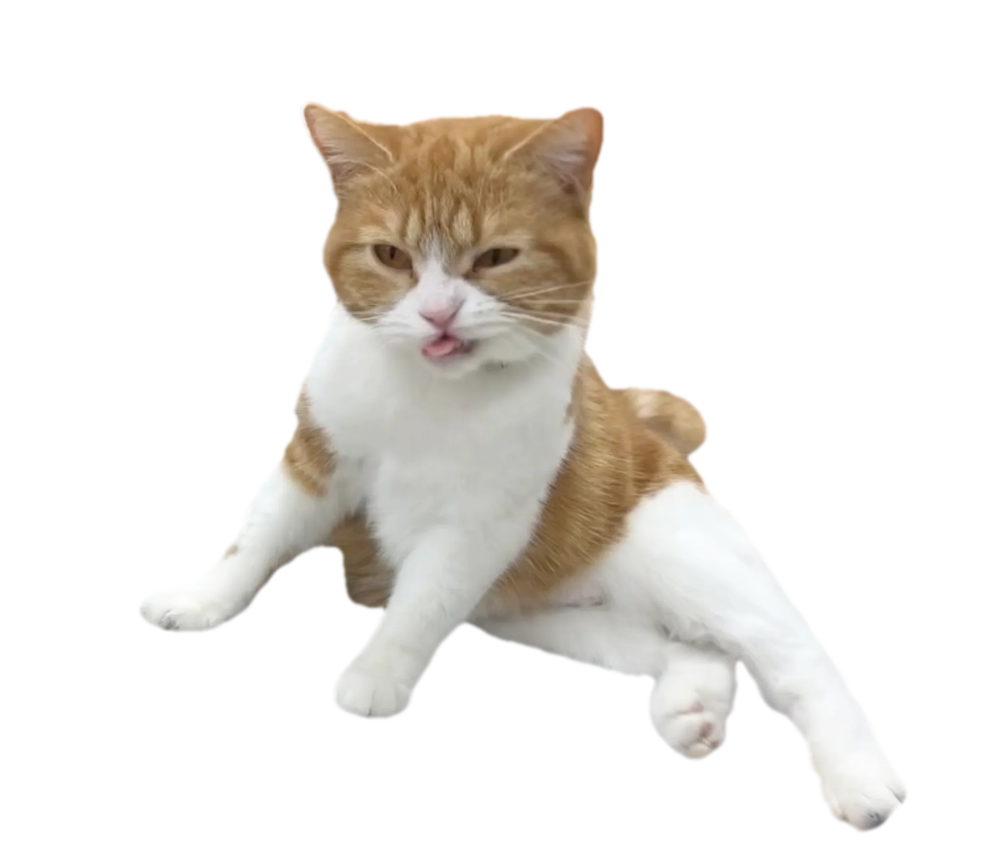 お姉さん座りを決め込む可愛いタマ王