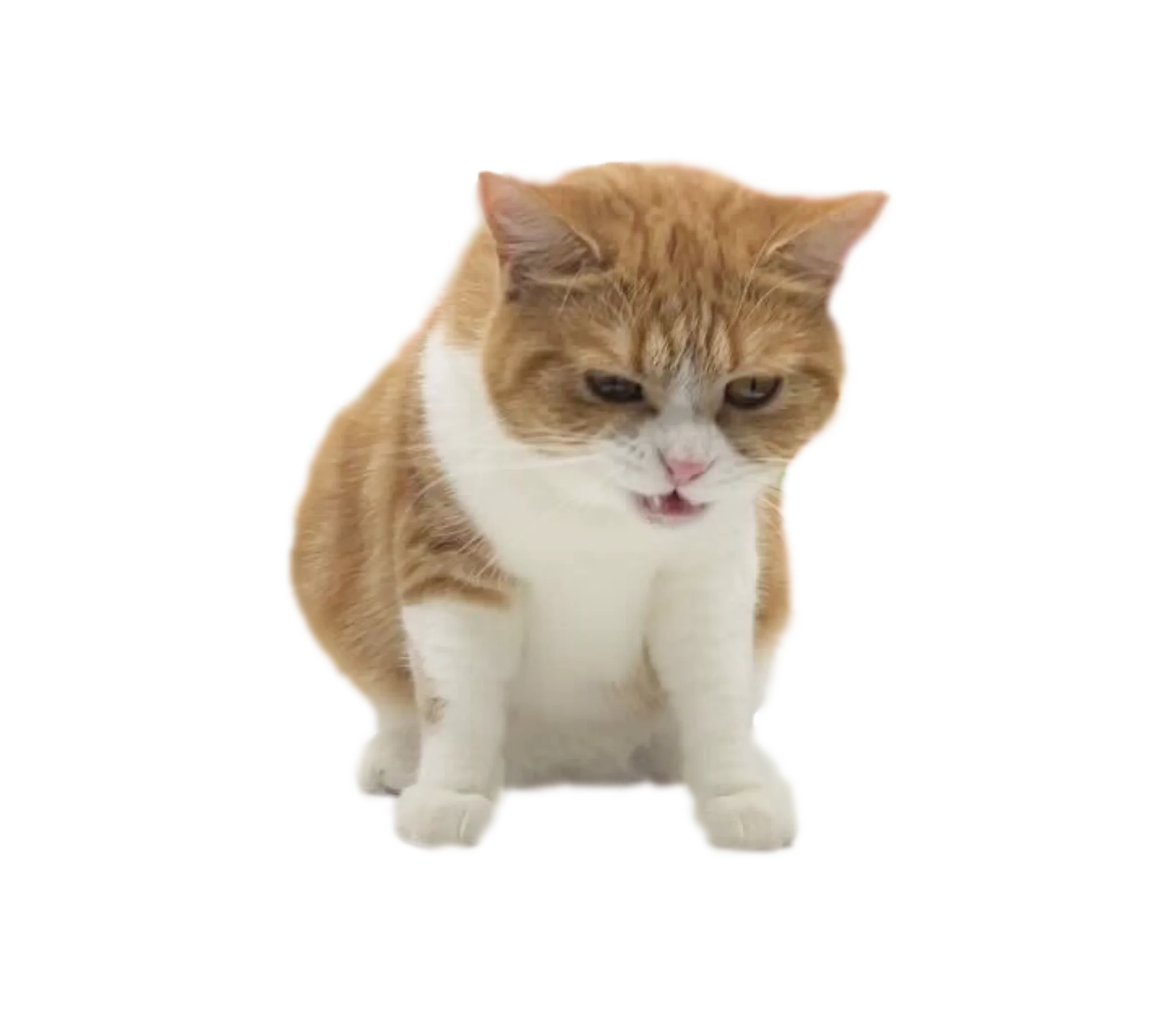 ガンを飛ばす可愛いタマ王