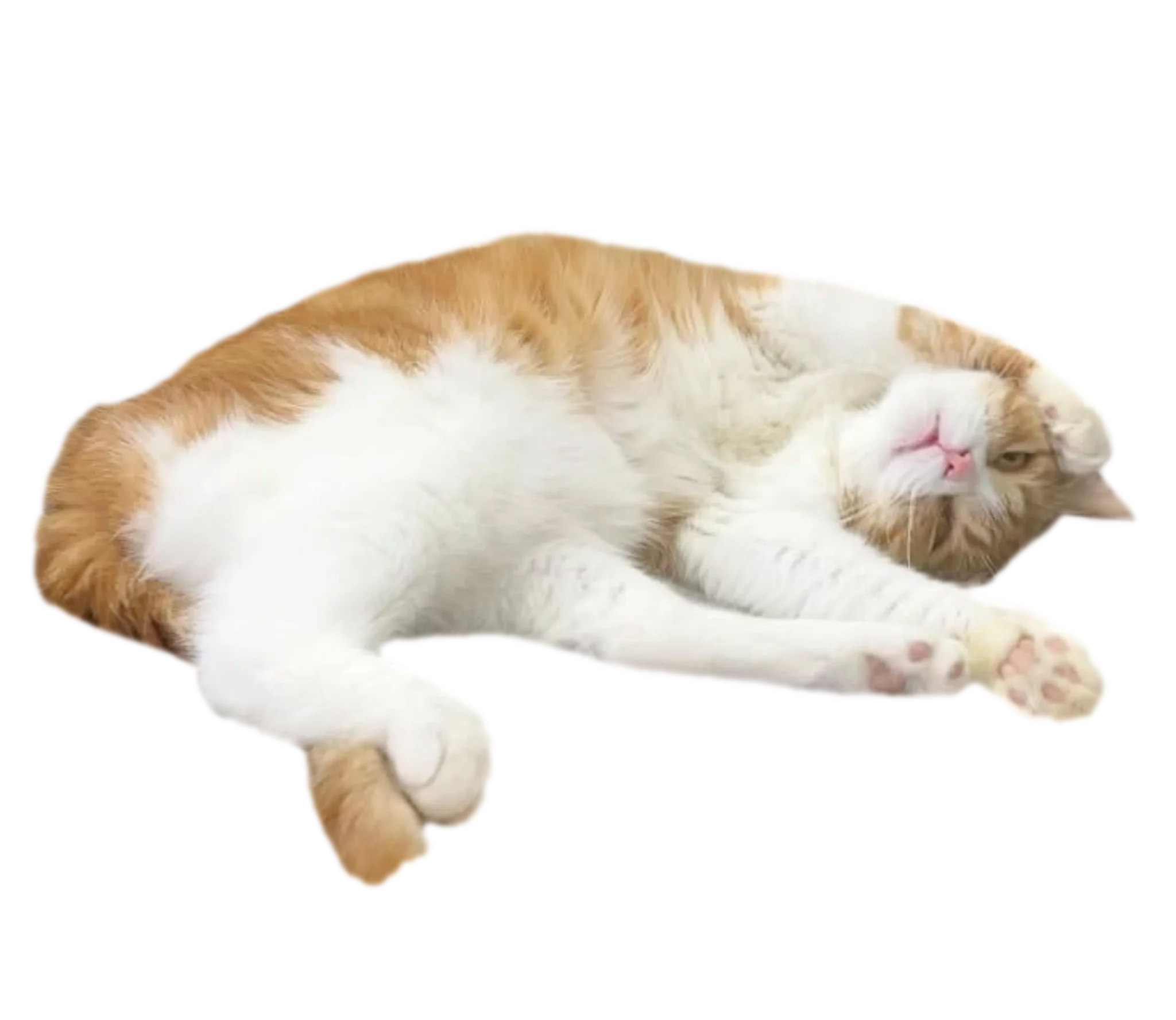 寝転んじゃう可愛いタマ王