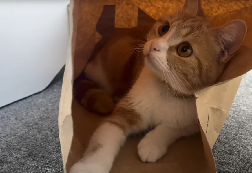 紙袋の中から顔をのぞかせるタマ王